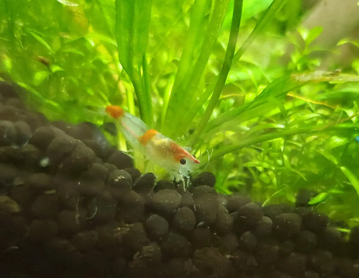 A small, translucent shrimp with orange markings is seen in an aquarium, standing on dark gravel amidst bright green aquatic…