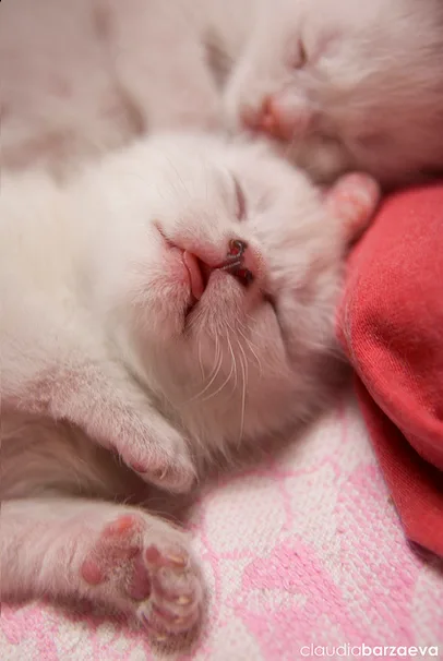 a close-up photo of a tiny white kitten sleeping peacefully with its eyes shut, nestled on a pink patterned blanket next to…