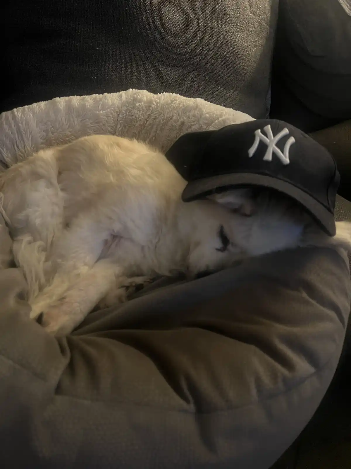 A fluffy white dog is curled up asleep in a gray pet bed, wearing a black New York Yankees baseball cap pulled low over its…