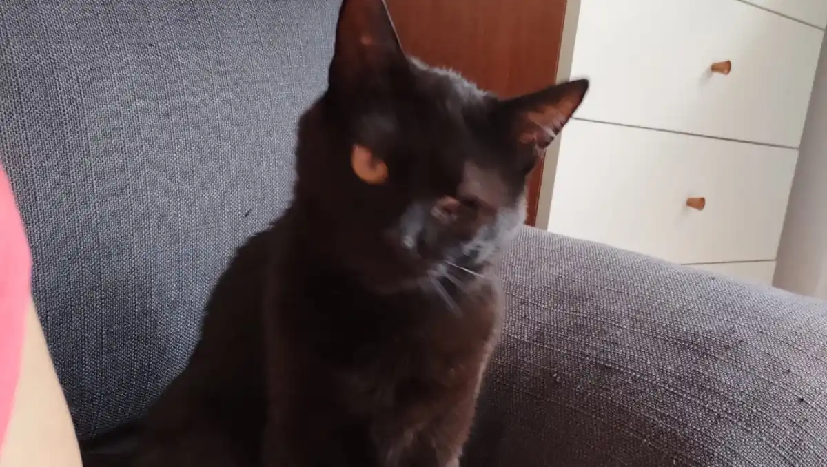 A black cat sits on a gray fabric couch, looking slightly sleepy or uninterested, with one eye partially closed. In the…