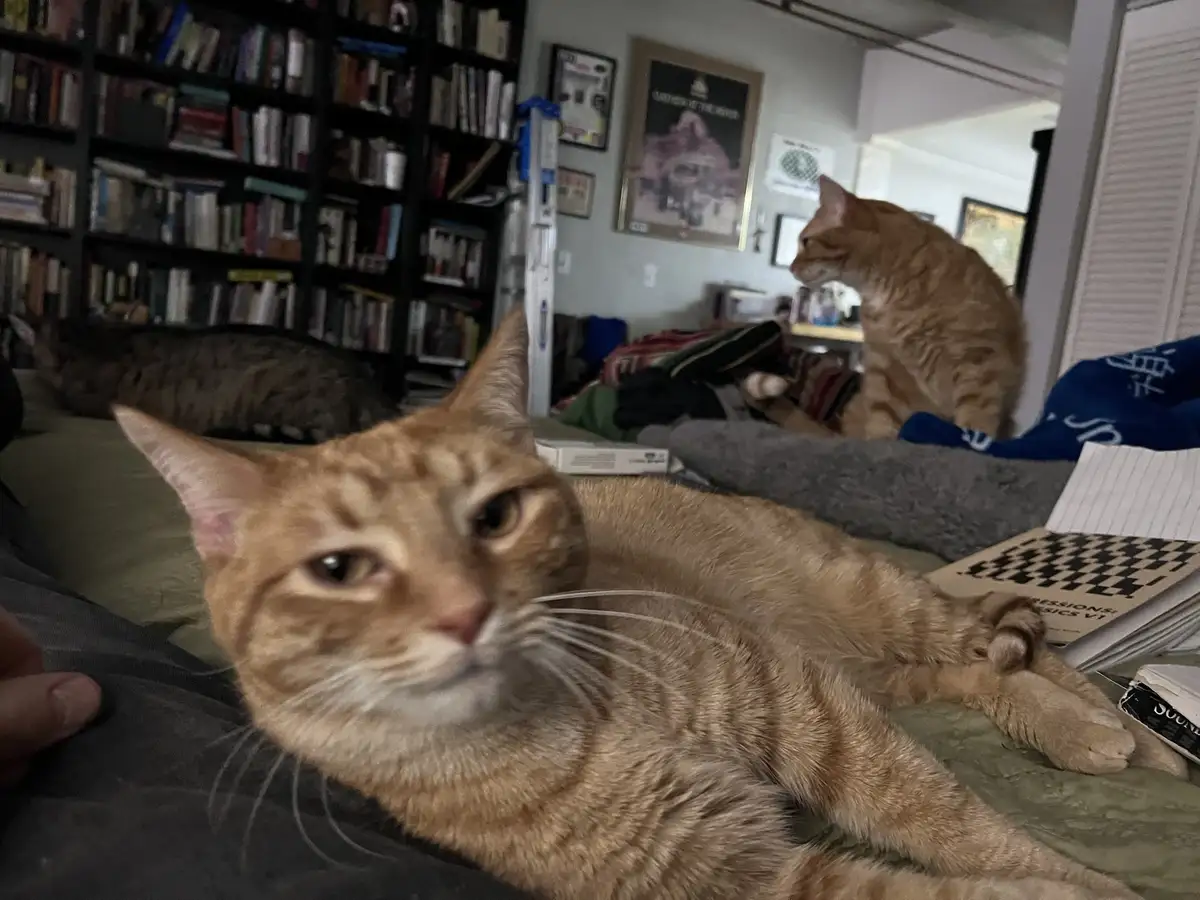 A close-up of an orange tabby cat lying on a bed with a bored, unimpressed expression, while another cat sits in the…