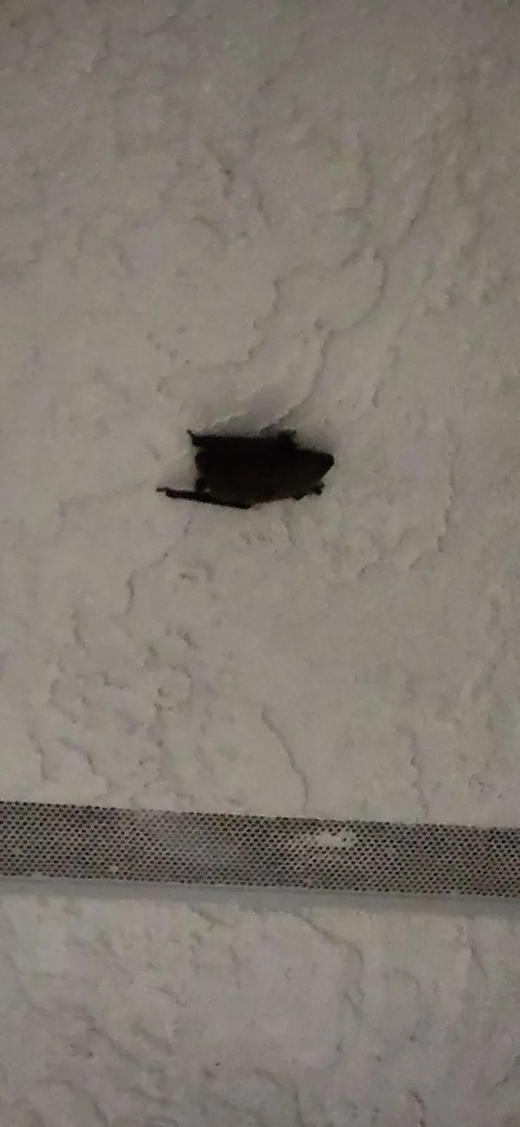A small, dark bat is clinging to a textured white ceiling, with a perforated metal vent visible below. The overlaid text…
