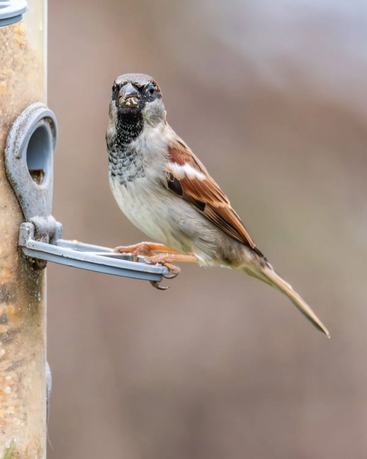 A house sparrow perched on a bird feeder with a piece of seed in its beak, looking directly at the camera. The bird has…