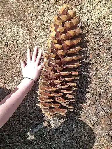 Oh, so you're part of Team Acorn, huh?