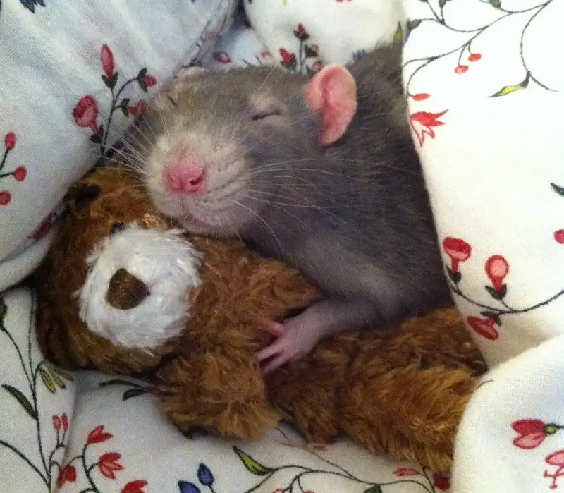 a gray rat with closed eyes and a pink nose is curled up asleep, hugging a brown teddy bear with a white snout, both resting…