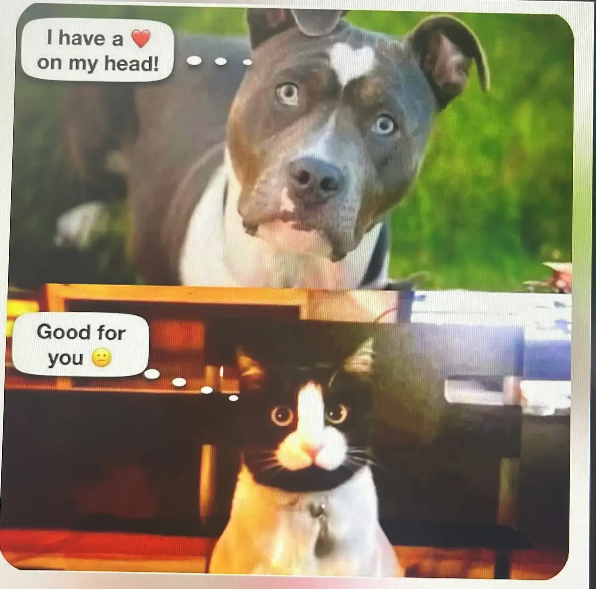 The image shows two animals in a split-screen format: a blue and white pit bull with a white heart-shaped marking on its…
