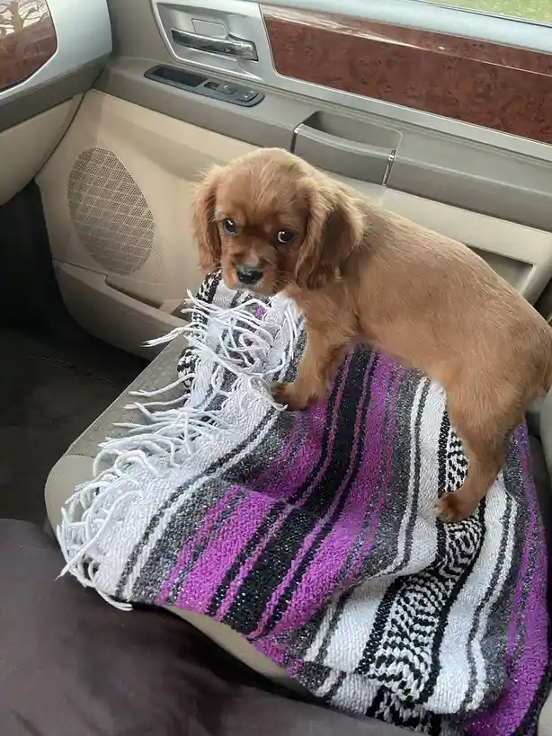 A small, light brown puppy with floppy ears stands on a colorful striped blanket draped over a car seat, looking directly at…