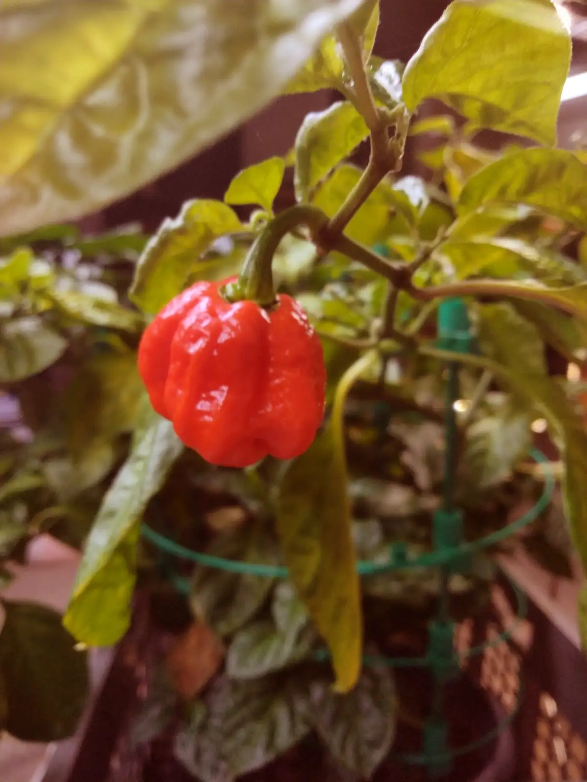 A close-up photo shows a bright red, wrinkled, lantern-shaped chili pepper growing on a green-leafed plant, with a green…