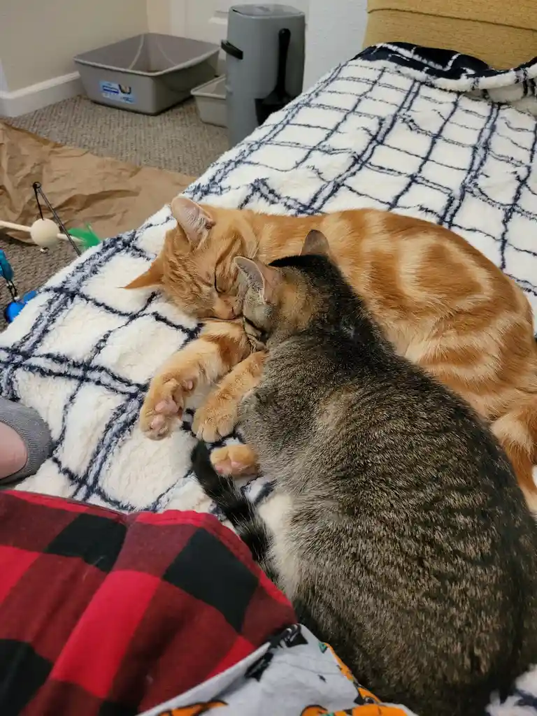 Two cats are curled up sleeping together on a white and blue plaid blanket. One is a ginger tabby and the other is a darker…