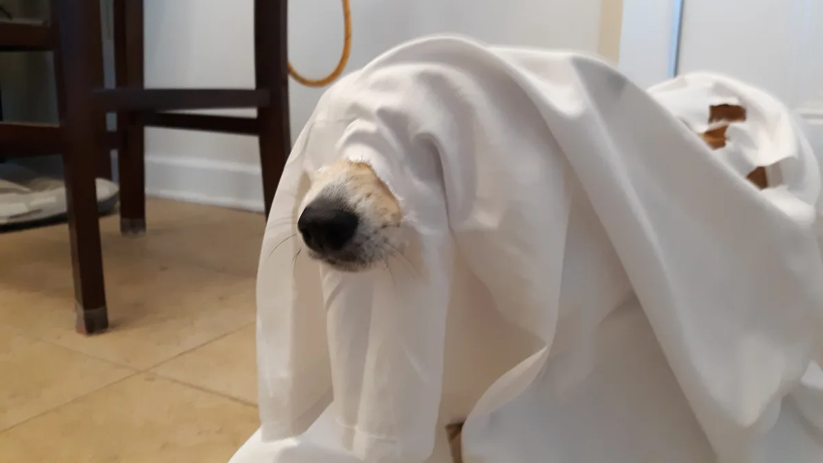 A light-colored dog is mostly covered by a white sheet, with only its snout and nose visible, creating a ghost-like…
