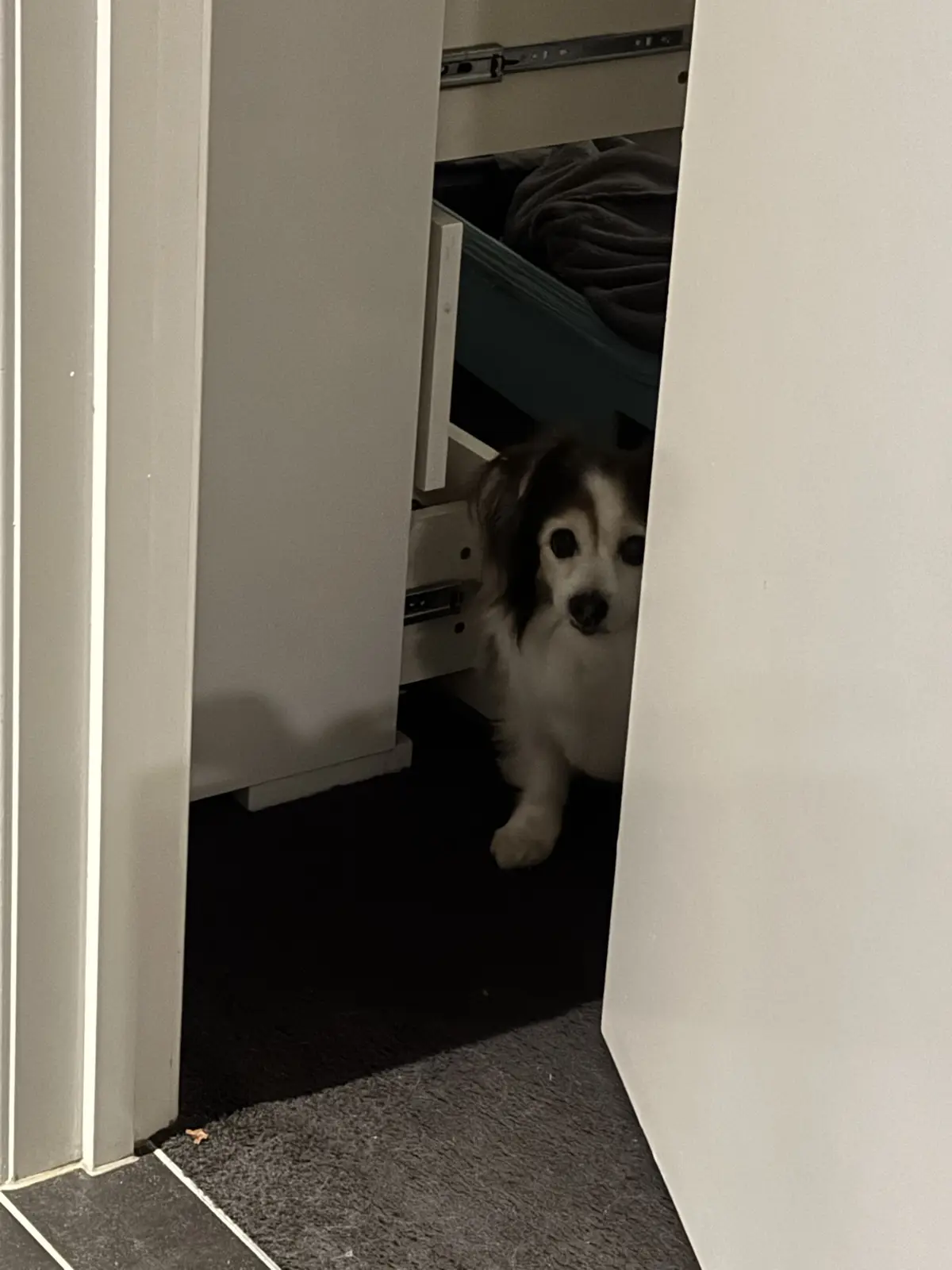 A small fluffy dog with dark eyes and a white and brown coat peeks out from inside an open white closet, looking directly at…