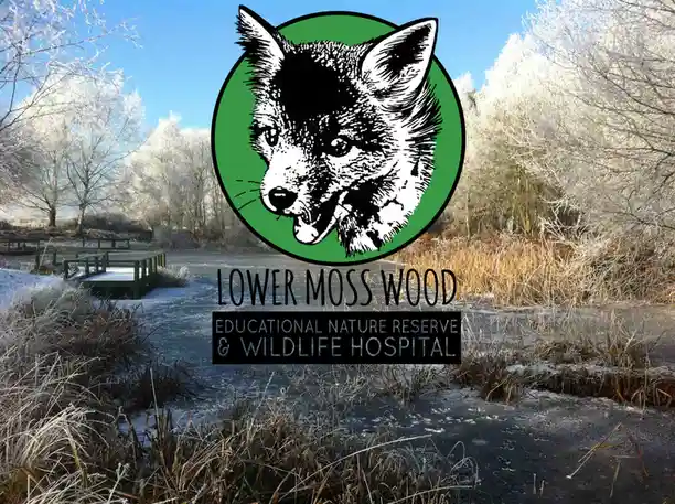 A winter scene of a frozen pond with frost-covered trees and a wooden dock, overlaid with a green circular logo of a…
