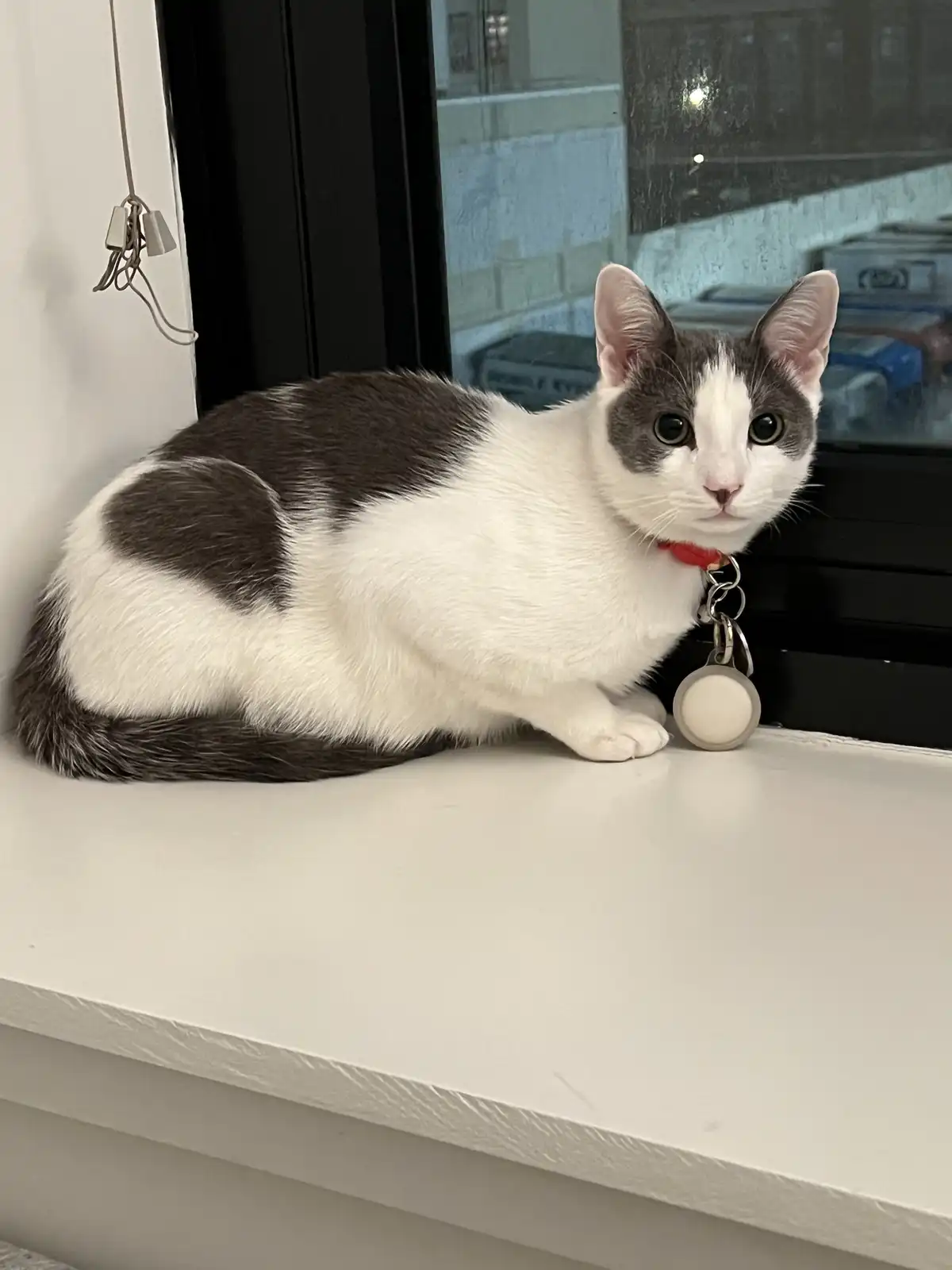 A gray and white cat with a red collar and a round keychain sits calmly on a white windowsill, looking directly at the…