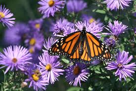 The Majestic Monarch Butterfly in All Its Glory