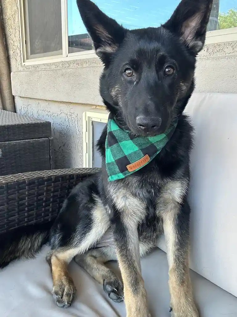 A black and tan German Shepherd puppy wearing a green and black plaid bandana sits on a white outdoor couch, looking…