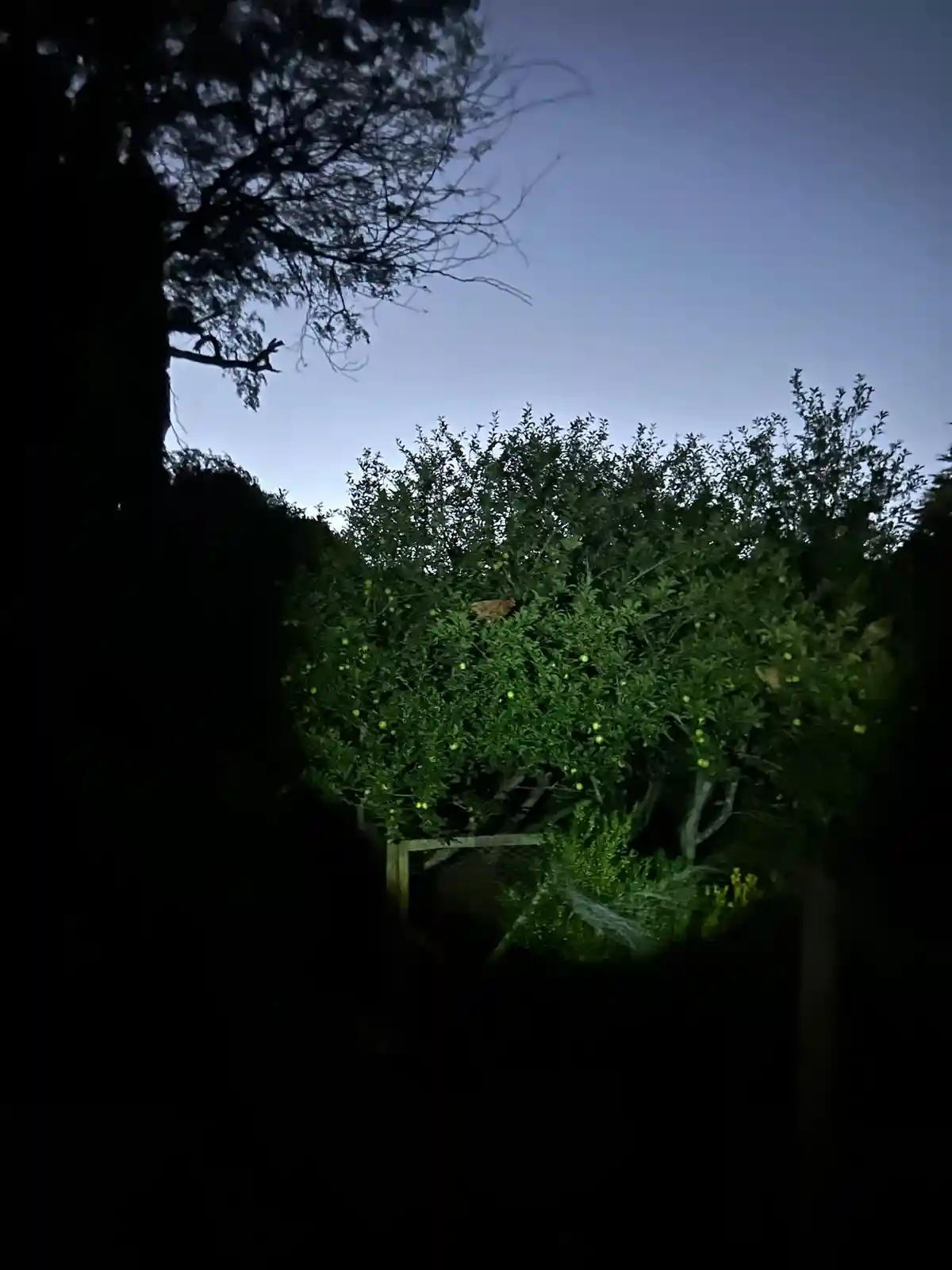 A dimly lit nighttime photo shows a bush with small green fruits, illuminated by a flashlight, with a chicken perched among…