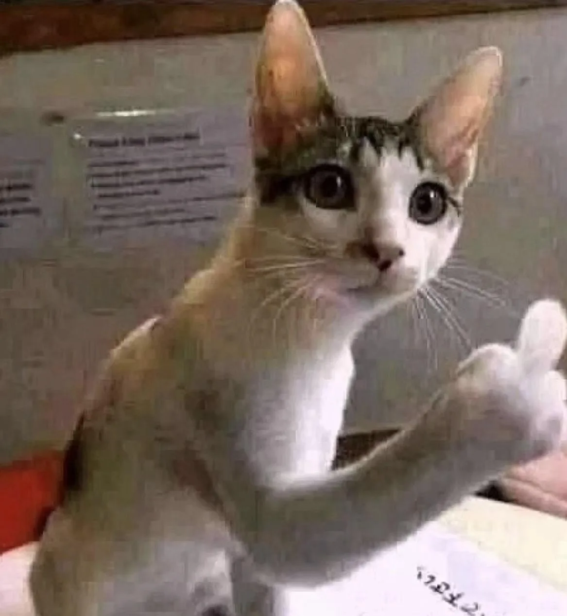 A close-up photo of a white and brown tabby cat with wide, startled eyes looking directly at the camera, its front paw…