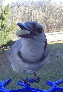 A close-up photo of a blue jay perched on a blue plastic bird feeder, holding a small, light-colored seed or nut in its…