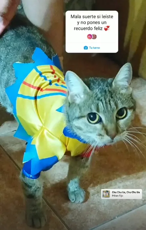 A tabby cat wearing a colorful yellow and blue costume with red stripes stands on a tiled floor, looking directly at the…