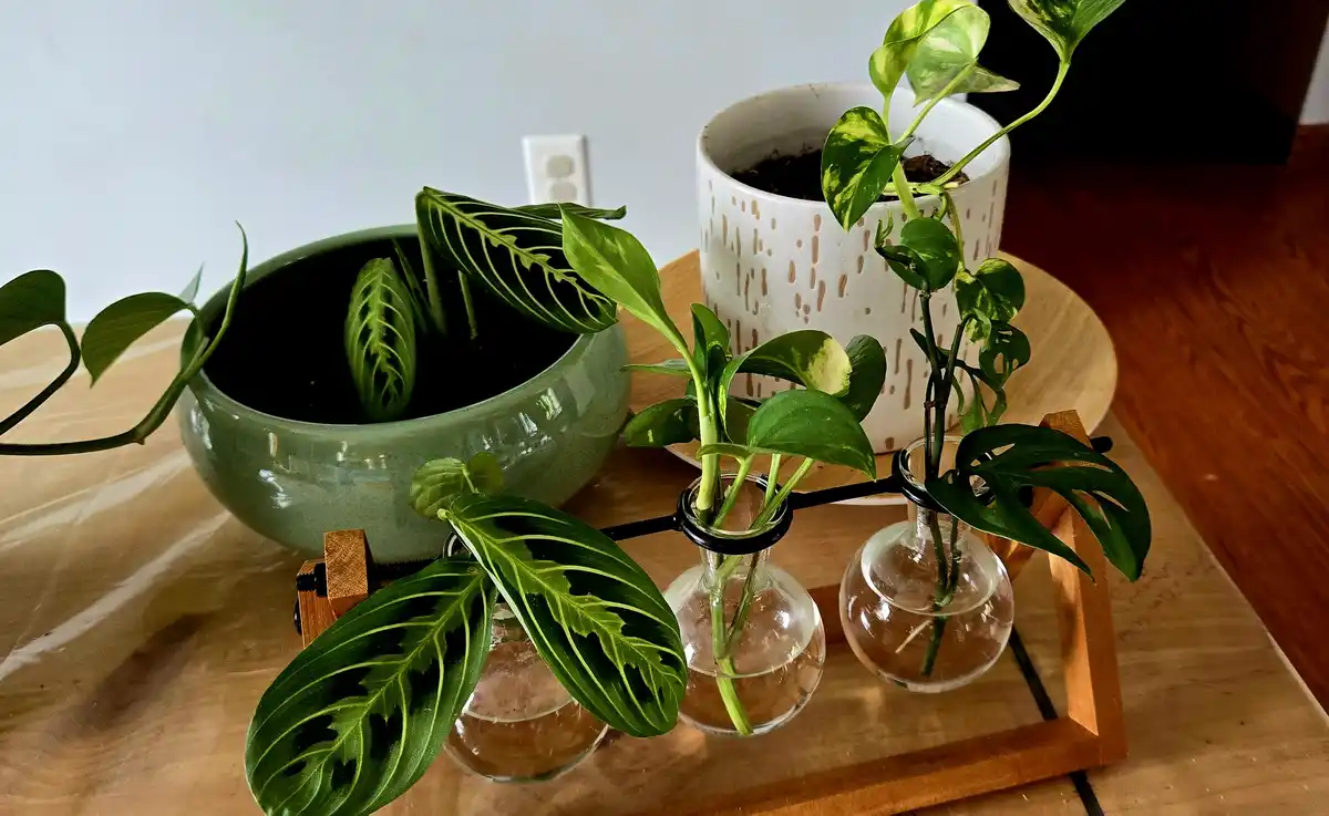 A photo shows several houseplants on a wooden tray: one in a green ceramic pot, another in a white speckled pot, and three…