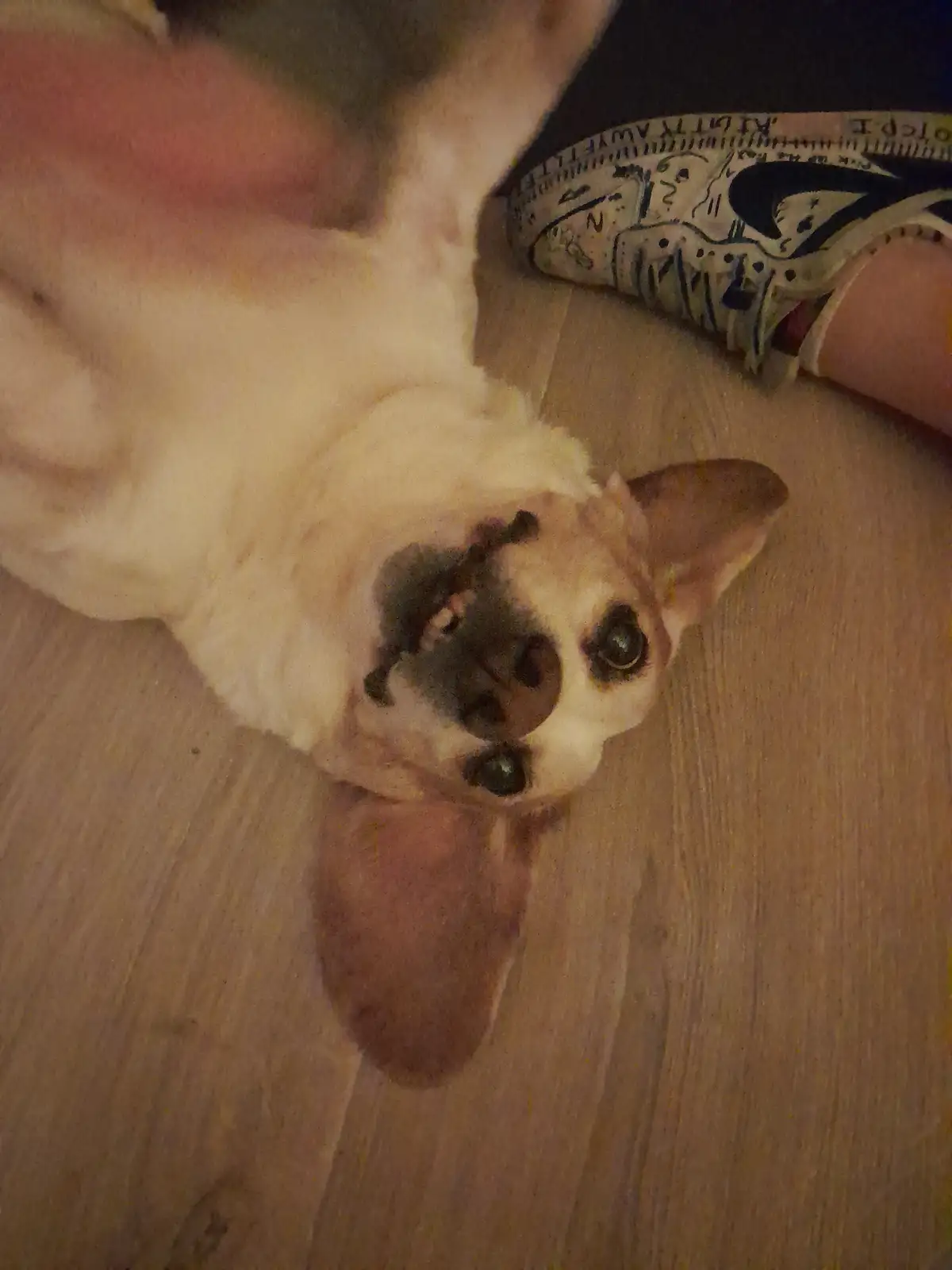 A small, light-colored dog with dark facial markings lies on its back on a wooden floor, looking up at the camera with wide…