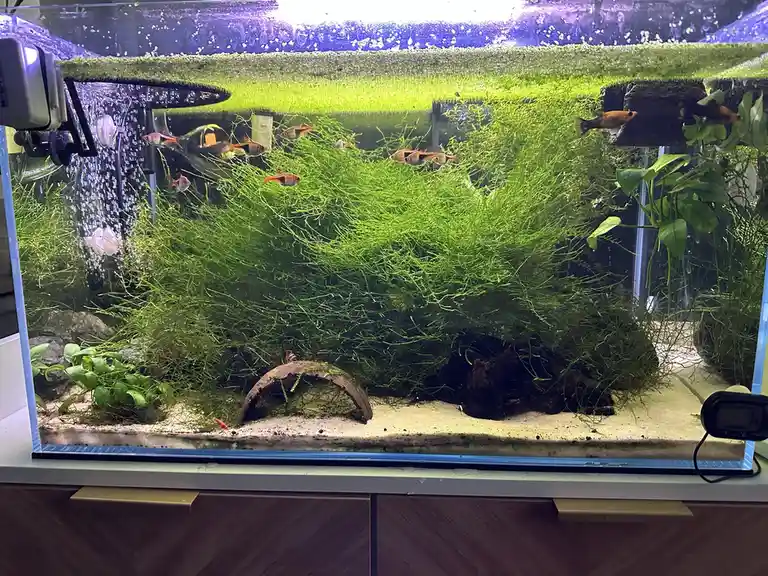 A well-lit aquarium filled with lush, dense green aquatic plants that appear to grow wildly, almost like a jungle, with…