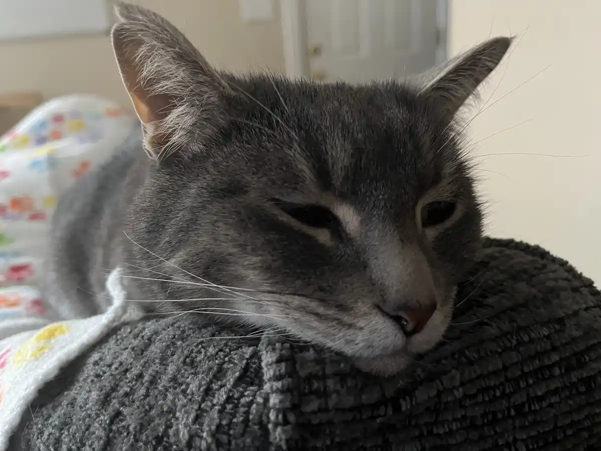 A close-up photo of a gray tabby cat with one eye half-closed and a weary expression, resting its head on a dark gray…