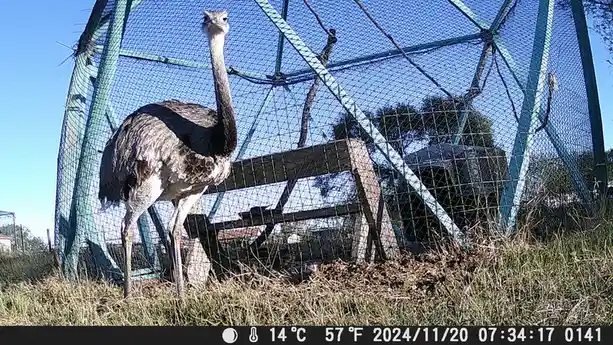 An ostrich stands inside a large, teal-colored netted enclosure under a clear blue sky, looking directly at the camera. The…