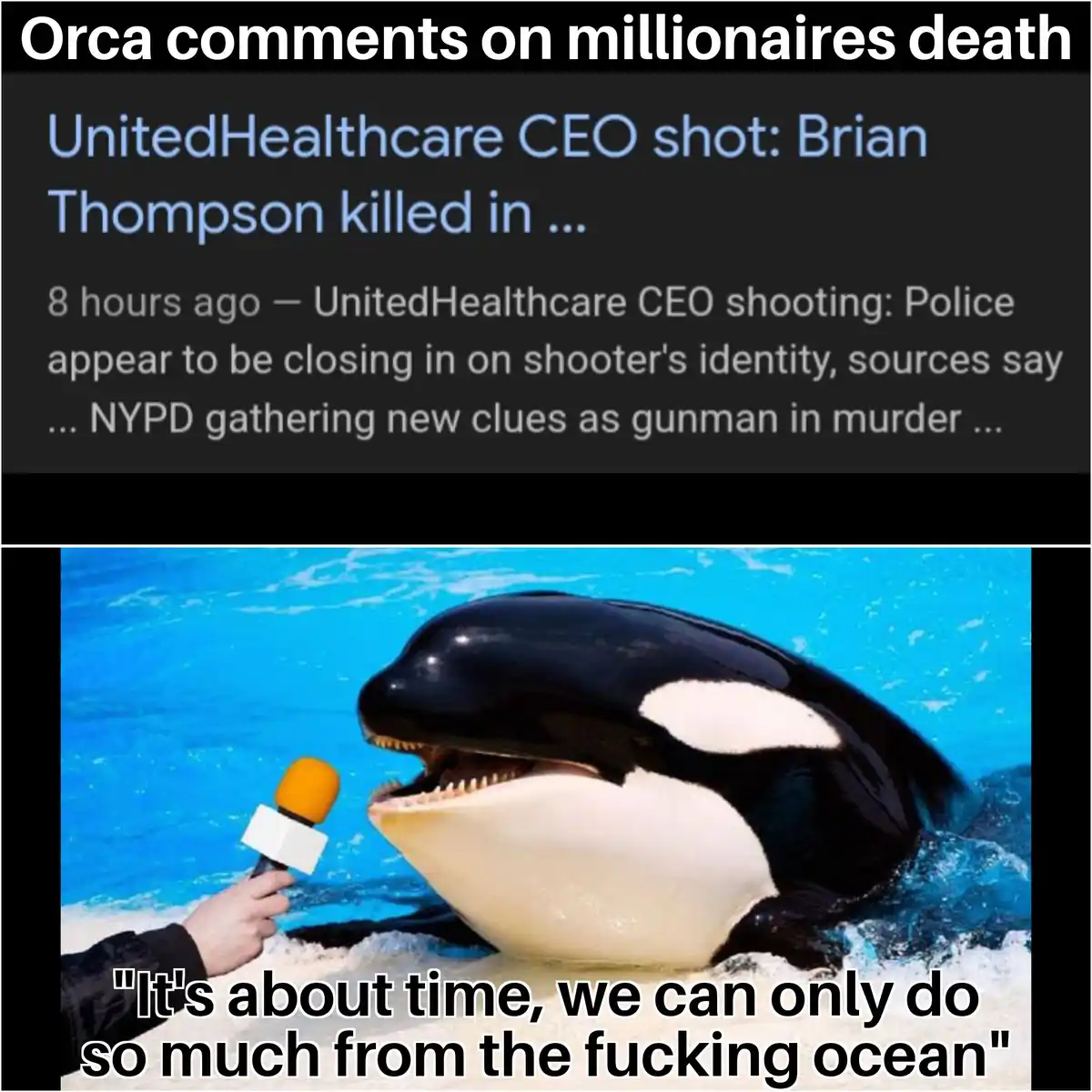 The image shows a news headline about the death of UnitedHealthcare CEO Brian Thompson, followed by a photo of an orca being…