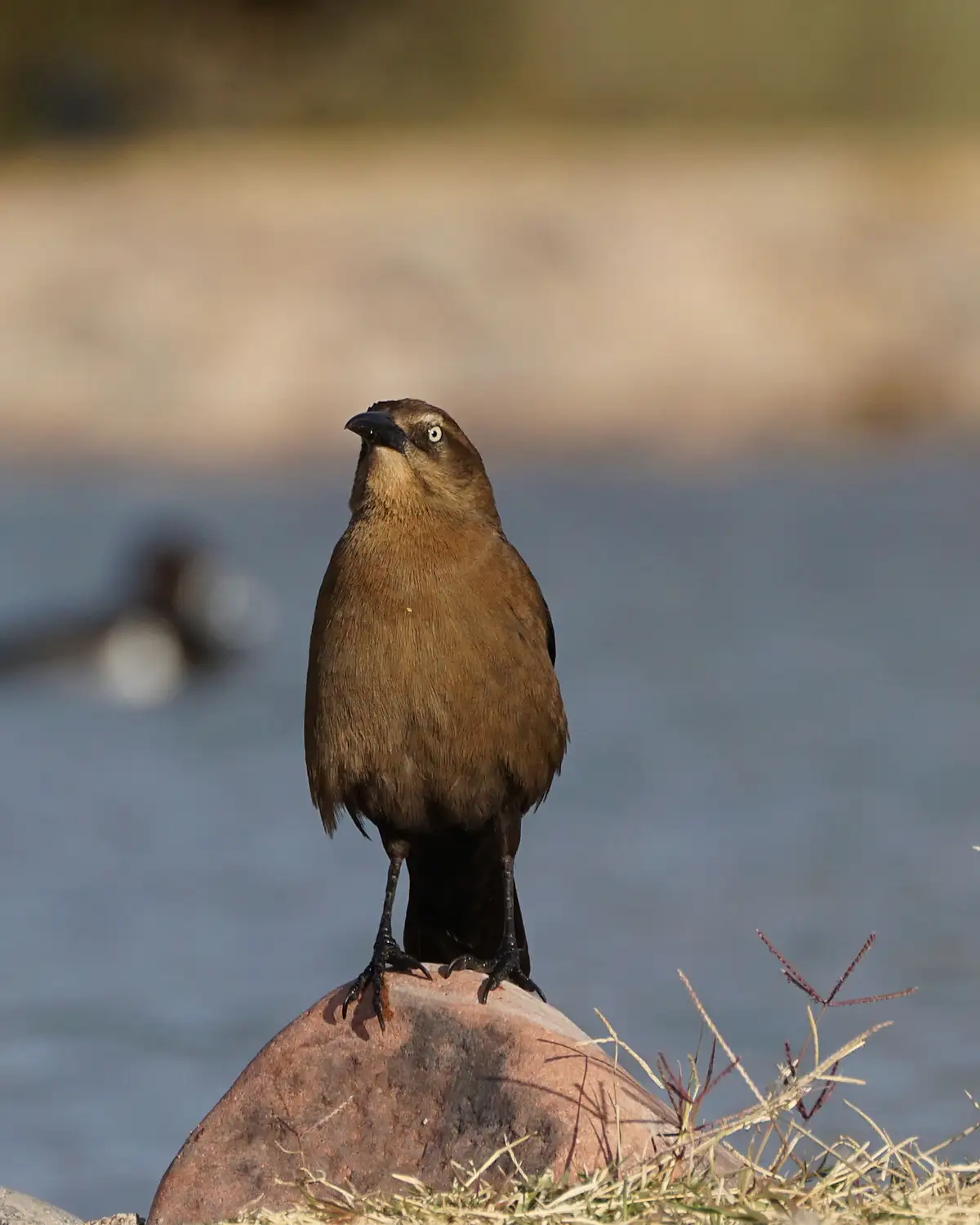 A brown bird with a white eye-ring stands upright on a reddish-brown rock near water, looking upward with a seemingly…
