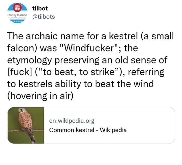 A screenshot of a Twitter post from 'tilbot' showing a Wikipedia link to 'Common kestrel'. The post claims the archaic name…