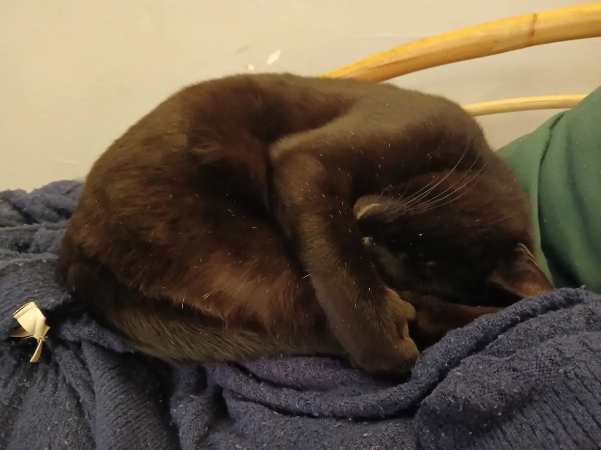 A dark brown cat is curled up tightly in a ball, sleeping soundly on a blue blanket, with a green pillow and bamboo chair…