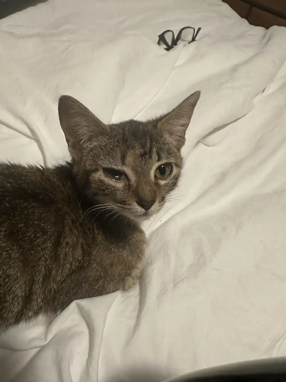 A gray tabby cat with one eye half-closed and a weary expression lies on a white bedsheet, with a pair of black-rimmed…