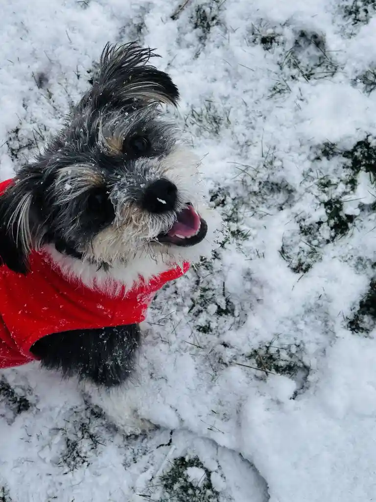 A small, fluffy dog with black, white, and tan fur is standing in a snowy yard, wearing a bright red sweater. Snowflakes are…