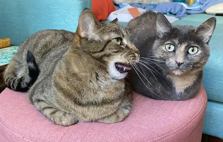 Two cats sit side by side on a pink cushion; the tabby on the left has its mouth open as if yelling, while the tortoiseshell…