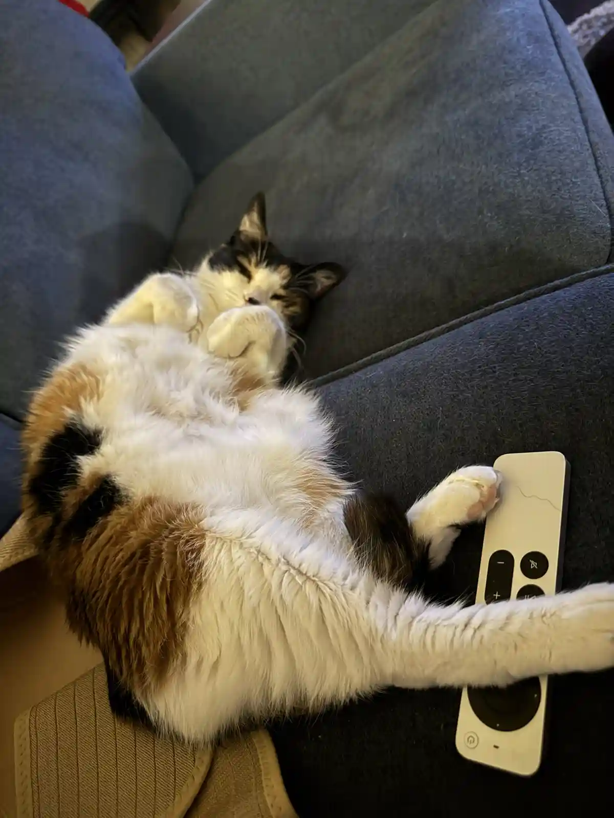 A calico cat is lying on its back on a dark gray couch, appearing to sleep with its paws curled near its face. One of its…