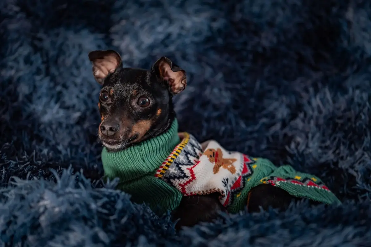 A small black and tan dog with large, expressive eyes lies on a dark blue shaggy rug, wearing a festive green sweater with a…