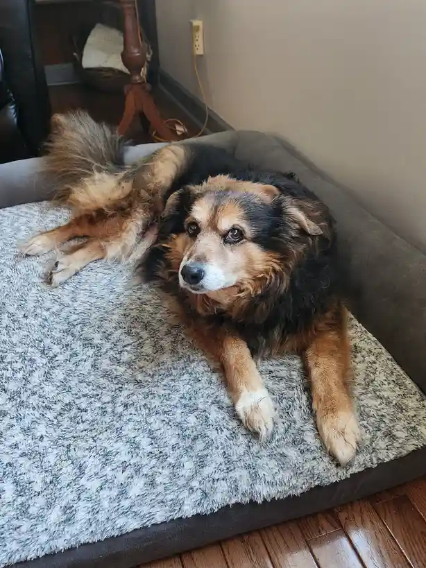 A fluffy, long-haired dog with black and tan fur lies sprawled on a grey, textured dog bed in a home setting. The dog looks…