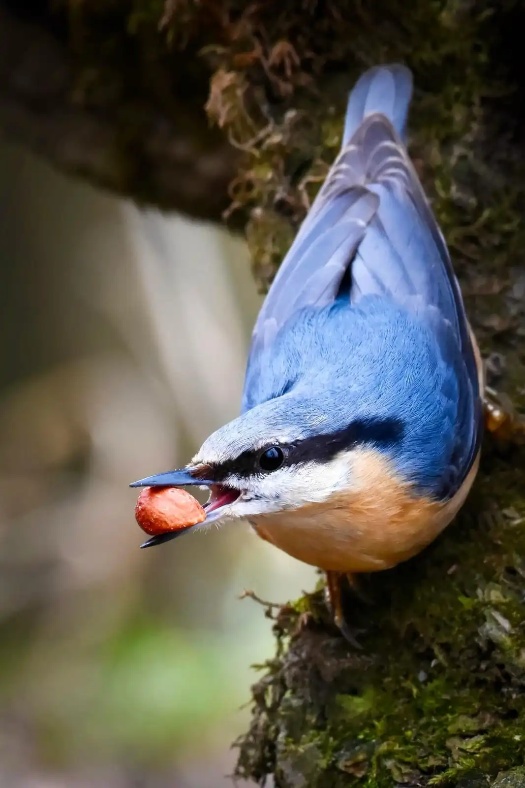 A blue and orange bird, likely a nuthatch, is clinging to a mossy tree trunk while holding a small orange nut in its beak…