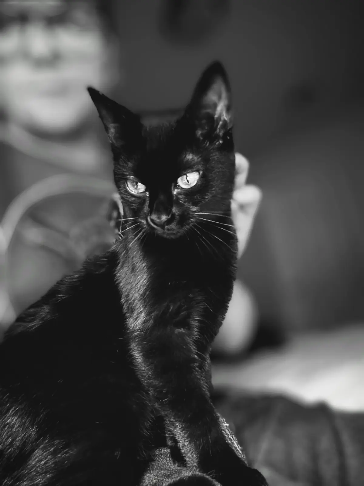 A black-and-white photo shows a black cat with glowing eyes staring directly at the camera, while a blurred human face is…