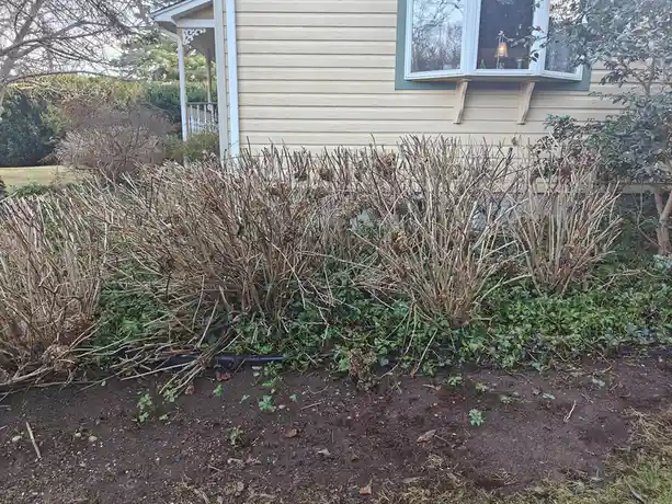 A row of severely pruned hydrangea bushes with bare, brown stems and no leaves, standing in front of a beige house with a…
