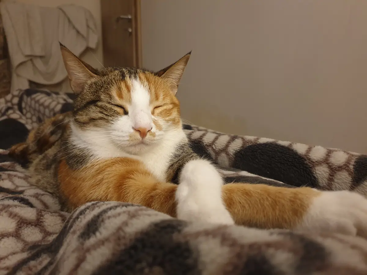 A Cat Chilling Like a Pro