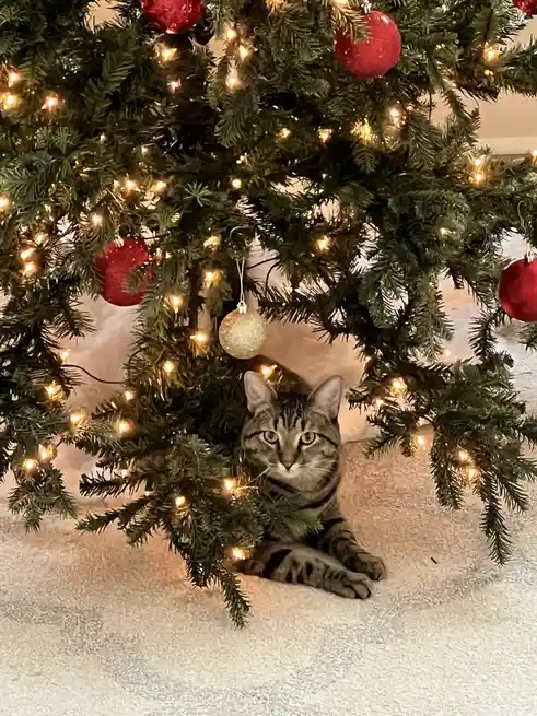 A tabby cat with green eyes is lying on a light-colored carpet beneath a decorated Christmas tree. The tree is adorned with…