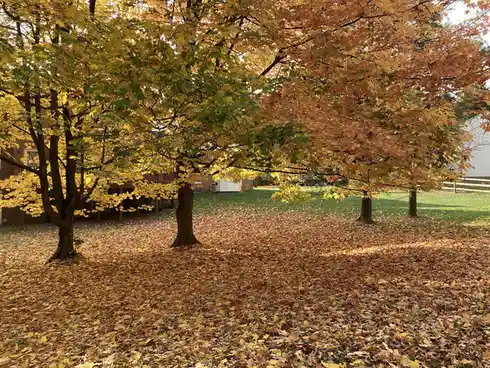 A photo of a yard covered in fallen autumn leaves with trees displaying yellow and orange foliage, overlaid with the text…