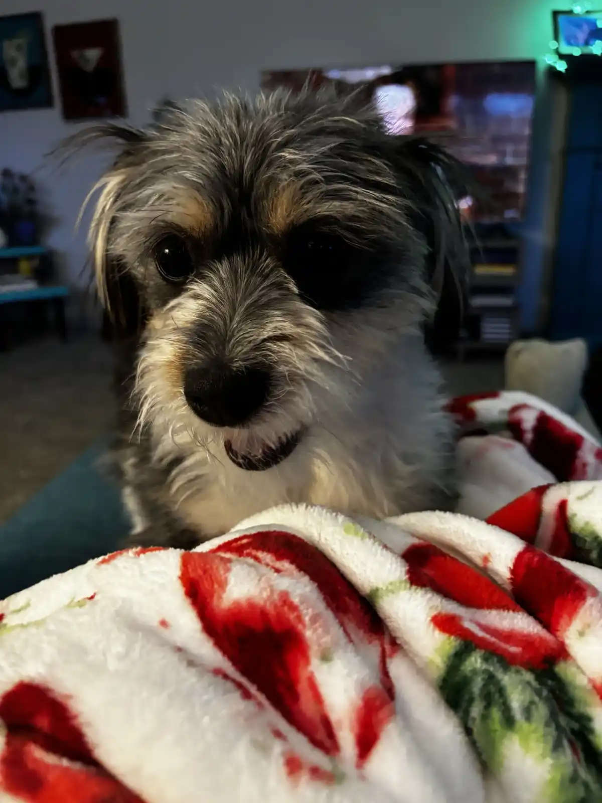 A small, shaggy dog with dark eyes and a mix of gray, white, and tan fur looks directly at the camera with a slightly open…