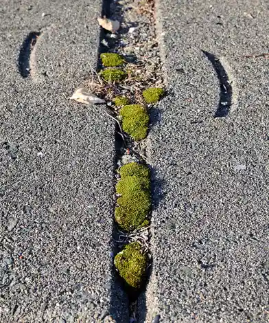 The Enigmatic Beauty of Moss