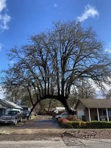 A large, leafless tree with a wide, arching canopy spans across a residential street, its branches forming a natural tunnel…
