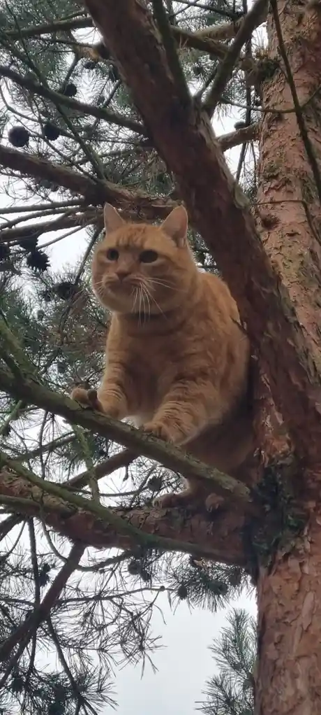 An orange tabby cat is perched on a branch of a pine tree, looking down with a weary expression. The cat's paws are gripping…