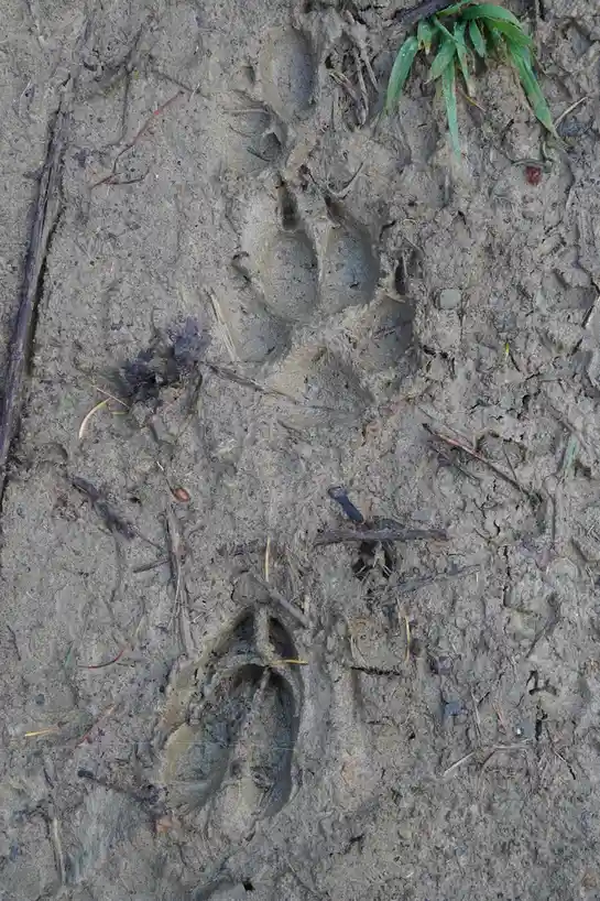 A close-up photo shows two large, distinct animal paw prints in wet, muddy earth, with one larger print above a smaller one…