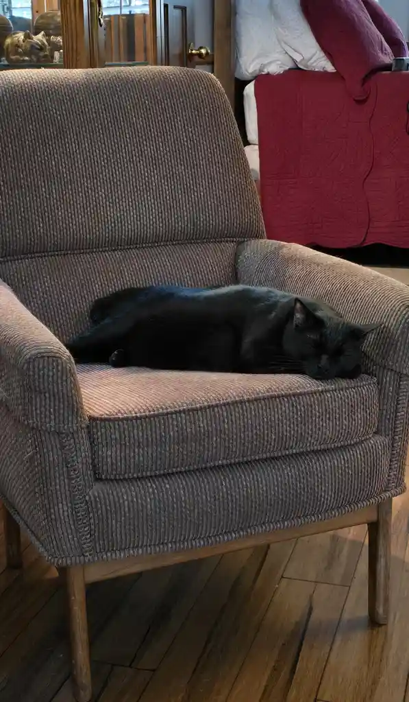 A black cat is sleeping soundly on a textured, brown corduroy armchair in a cozy room with wooden floors and a red quilted…